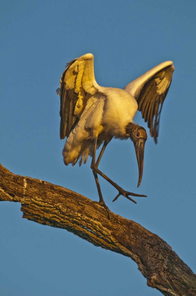 FL, St Augustine Wood stork dances on tree limb art print by Nancy Rotenberg for $57.95 CAD